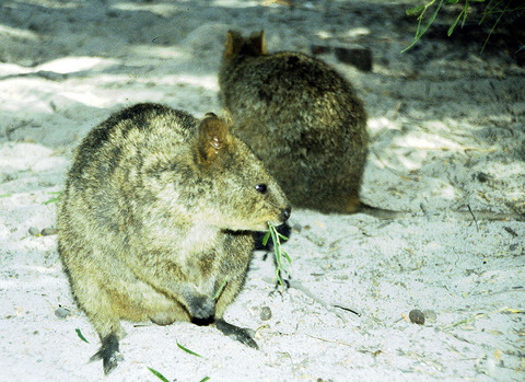 australia - quokka's on rottnest island wa.jpg